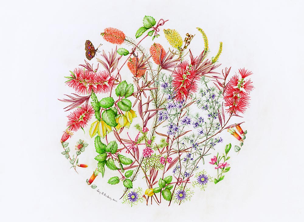 Meadow Argus butterfly and native plants pencil 69 x 69cm artwork